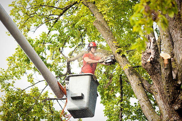 Best Storm Damage Tree Cleanup  in Pearl River, NY